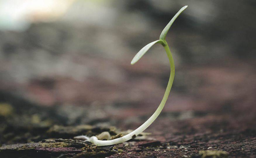 Se tem um jardim, o Porto tem uma árvore para lhe oferecer 